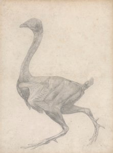 Tyúk, oldalnézet, eltávolított bőrrel és az alatta lévő arcrétegekkel (a XV. táblázatra vonatkozó vizsgálat befejezve) alkotó: George Stubbs