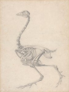 Szárnycsontváz, oldalnézet (Befejezett vizsgálat az V. táblázathoz) alkotó: George Stubbs