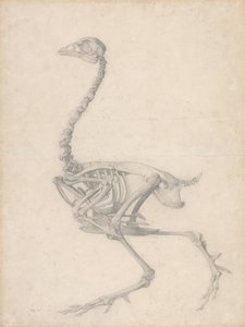 Szárnycsontváz, oldalnézet (Befejezett vizsgálat az V. táblázathoz) alkotó: George Stubbs