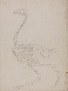 Szárnyas csontváz, oldalnézet (a csontváz vázlatrajza) alkotó: George Stubbs