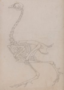 Szárnycsontváz, oldalnézet (Az V. táblázat kulcsfigurájához készített csontváz vázlatrajza) alkotó: George Stubbs