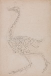 Szárnycsontváz, oldalnézet (valószínűleg alaptanulmány a szárnyascsontváz más rajzokhoz használt arányairól) alkotó: George Stubbs