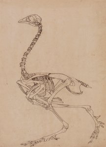 Baromfi csontváz, oldalnézet (az V. táblázat kulcsfigurájának tanulmányozása) alkotó: George Stubbs