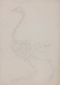Szárnyas csontváz, oldalnézet alkotó: George Stubbs