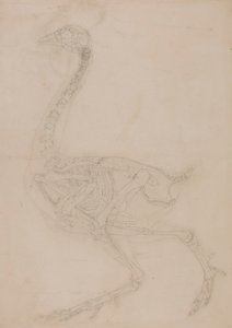 Szárnyas csontváz, oldalnézet alkotó: George Stubbs