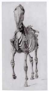 Egy ló csontvázának elölnézete, 10. számú tanulmány A ló anatómiájából, 1766 alkotó: George Stubbs