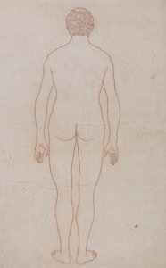 Emberi test, hátulnézet (a VII. táblázat vázlatos rajza) alkotó: George Stubbs