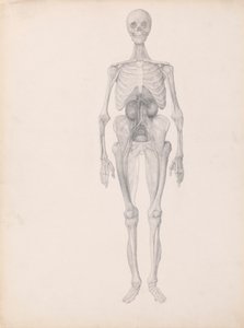 Emberi alak, elölnézet (a boncolás utolsó szakaszának befejezett vizsgálata) alkotó: George Stubbs