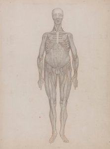 Emberi alak, elölnézet (olyan tányérhoz készült, amelyet soha nem publikáltak) alkotó: George Stubbs