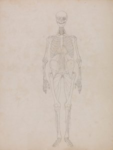 Emberi alak, elölnézet (Körvonalbeli ábra) alkotó: George Stubbs