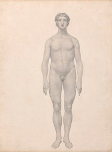 Emberi alak, elölnézet, feldarabolatlan (Befejezett vizsgálat a VI. táblázathoz) alkotó: George Stubbs