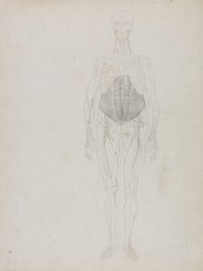 Emberalak, elölnézet, „Az emberi test felépítésének összehasonlító anatómiai bemutatása egy tigris és egy közönséges tyúk testével” alkotó: George Stubbs