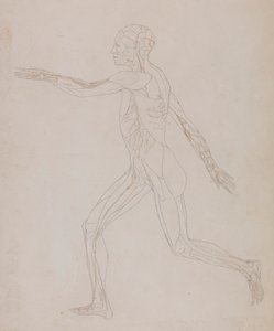Emberi alak, oldalnézet (a XIII. táblázathoz kapcsolódóan, az izmokat ellátó erek részletes vizsgálata) alkotó: George Stubbs
