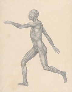 Emberi alak, oldalnézet, a bőr és az alatta lévő fascialis rétegek eltávolítása után (Befejezett vizsgálat a XIII. táblázathoz) alkotó: George Stubbs