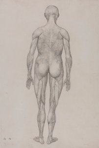 Emberalak, hátulnézet (majdnem megegyezik a XII. táblázat kész rajzával) alkotó: George Stubbs