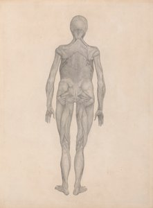 Emberi alak, hátsó nézet (befejezett tanulmány egy kiadatlan lemezhez) alkotó: George Stubbs
