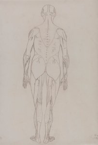 Emberi alak, hátsó nézet (a kulcsfigura körvonalrajza a XII. táblázathoz) alkotó: George Stubbs