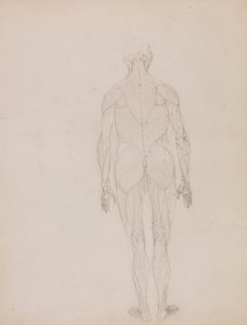 Emberi alak, hátulnézet (a XII. táblázat kulcsfigurájának vázlatrajza) alkotó: George Stubbs