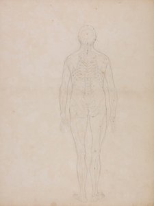 Emberi alak, hátsó nézet alkotó: George Stubbs