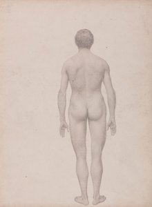 Emberi alak, hátulnézet, feldarabolatlan (Befejezett vizsgálat a VII. táblázathoz) alkotó: George Stubbs