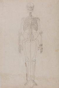 Emberi csontváz, elölnézet (végső tanulmány) alkotó: George Stubbs