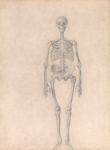 Emberi csontváz, elölnézet (Befejezett vizsgálat az I. táblázathoz) alkotó: George Stubbs