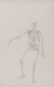 Emberi csontváz, elölnézet (jobb kar kinyújtva; befejezett tanulmány a nem publikált táblázathoz) alkotó: George Stubbs