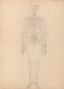 Emberi csontváz, elölnézet alkotó: George Stubbs
