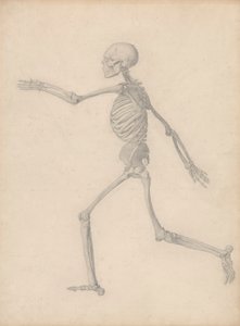 Emberi csontváz, oldalnézet (közel a III. táblázat végső vizsgálatához, de részleteiben különbözik) alkotó: George Stubbs