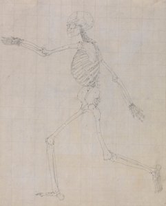 Emberi csontváz, oldalnézet (a III. táblázat kulcsfigurájának csontváza) alkotó: George Stubbs