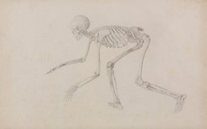 Emberi csontváz, oldalnézet (mászó testhelyzetben; befejezett tanulmány egy még nem publikált táblázathoz) alkotó: George Stubbs