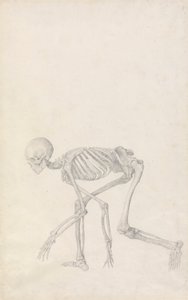 Emberi csontváz, oldalnézet (guggoló testhelyzetben; befejezett tanulmány egy kiadatlan táblázathoz) alkotó: George Stubbs
