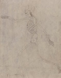 Emberi csontváz, oldalnézet alkotó: George Stubbs