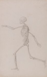 Emberi csontváz, oldalnézet balról nézve, futás (Befejezett vizsgálat a III. táblázathoz) alkotó: George Stubbs