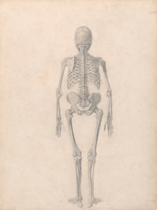Emberi csontváz, hátulsó nézet (Befejezett vizsgálat a II. táblázathoz) alkotó: George Stubbs