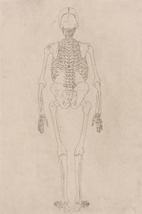 Emberi csontváz, hátulnézet (a II. táblázathoz kapcsolódik) alkotó: George Stubbs