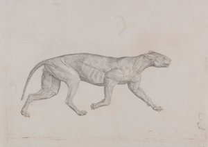 Leopárd test, oldalnézet alkotó: George Stubbs