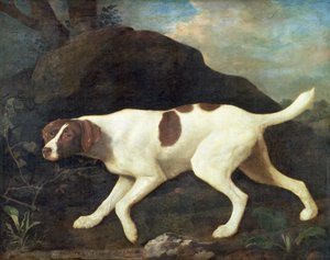 Phillis, Lord Clermont pointerje. alkotó: George Stubbs
