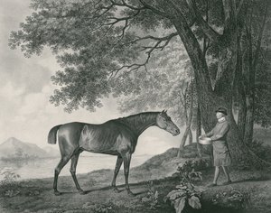 Sharke, vésette George Townley Stubbs (1756-1815) pub. 1794 (rézkarc) alkotó: George Stubbs