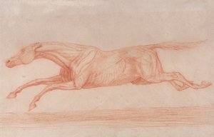 Tanulmány egy versenylóról akció közben: Vágtázás balra, félanatómiai vizsgálat, lenyírt bőrrel, hogy az izmok működését mutassák alkotó: George Stubbs