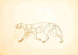 Egy tigris tanulmánya, oldalnézet, az emberi test szerkezetének összehasonlító anatómiai bemutatása a tigris és a közönséges szárnyas testével, 1795-1806 (toll és tinta vörös krétával, vékony vászonpapírra). alkotó: George Stubbs
