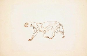 Egy tigris tanulmánya, oldalnézet, az emberi test szerkezetének összehasonlító anatómiai bemutatása a tigris és a közönséges szárnyas testével, 1795-1806 (toll és tinta vörös krétával, vékony vászonpapírra). alkotó: George Stubbs