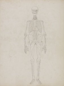 Emberi alak tanulmányozása, elölnézet, „Az emberi test szerkezetének összehasonlító anatómiai bemutatása egy tigris és egy közönséges szárnyas testével”, 1795-1806 (grafit és tinta papíron) alkotó: George Stubbs