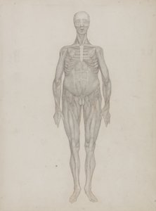 Emberi alak tanulmányozása, elölnézet, „Az emberi test szerkezetének összehasonlító anatómiai bemutatása egy tigris és egy közönséges szárnyas testével”, 1795-1806 (grafit patronpapíron) alkotó: George Stubbs