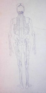 Az emberi alak tanulmányozása, hátulsó nézet, az emberi test szerkezetének összehasonlító anatómiai bemutatásából egy tigris és egy közönséges szárnyas testével, 1795-1806 (grafit papíron) alkotó: George Stubbs