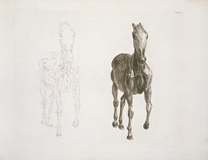 Tab. VIII, "A ló anatómiája..." 1766-ból alkotó: George Stubbs