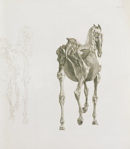 Tab. XV, "A ló anatómiája...", 1766 alkotó: George Stubbs