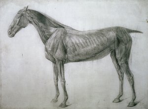 Az izmok tanulmányozása: Ecorche rajz az oldalról nézve, a 13. anatómiai táblázatból, a ló anatómiájából, 1766 alkotó: George Stubbs