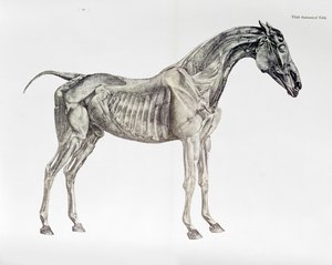 Harmadik anatómiai táblázat a ló anatómiájából alkotó: George Stubbs