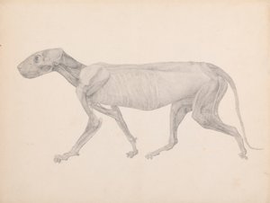 Tigris test, oldalsó nézet (Kész rajz a kiadatlan táblázathoz; a harmadik szakaszt mutatja a bontásban) alkotó: George Stubbs